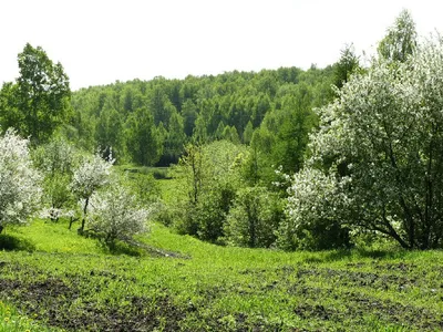 Розы, лилии, душистые ромашки, пряная лаванда. В Ботаническом саду самый  разгар цветения — Вести-Калининград