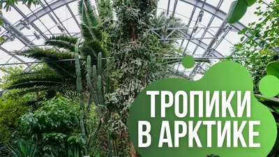 Ботанический сад кировск фото фото
