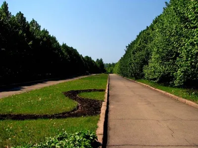 Что сейчас цветёт в ботаническом саду Кривого Рога | Інформатор Кривий Ріг