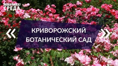 Криворожский ботанический сад НАН Украины - Кривой Рог | Каталог отдыха и  туризма Украины - restplace.com.ua