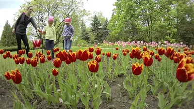 Украинские тропики: ботанические сады, теплицы, оранжереи - блог Doba
