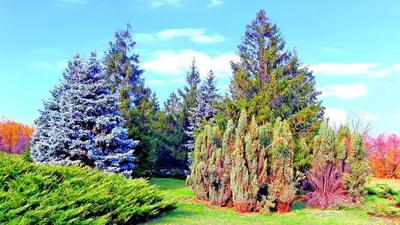Криворожский ботанический сад