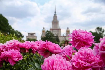 Ботанический сад МГУ на Воробьевых горах | \"Параллель\"