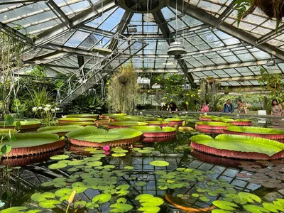 Ботанический сад Петра Великого - Санкт-Петербург: фотоотчеты, события, как  добраться