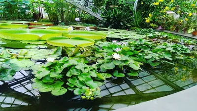 Ботанический Сад Петра Великого. Санкт-Петербург. Peter the Great Botanical  Garden. May 2021. - YouTube