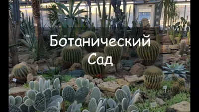 Ботанический сад Петра Великого — Санкт-Петербург. Подробная информация о  музее: расписание, фото, адрес и т. д. на официальном сайте Культура.РФ
