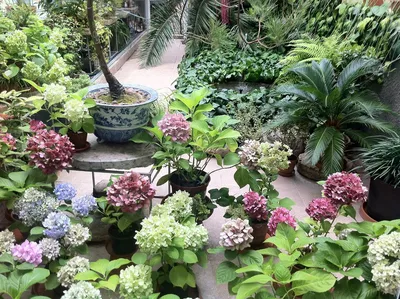 Ботанический Сад Петра Великого. Санкт-Петербург. Peter the Great Botanical  Garden. May 2021. - YouTube