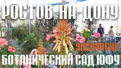 А может это заброшенный парк?Ботанический сад ЮФО в Ростове-на-Дону. |  Проезжая по родному краю | Дзен
