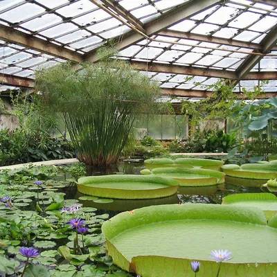Ботанический сад, Санкт-Петербург – Афиша
