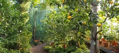 Ботанический сад Санкт-Петербурга — подробное описание, адрес и фото