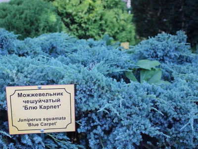 Ботанический сад в Ставрополе. Красивое и прекрасное место для отдыха и  фотосессий на природе - YouTube