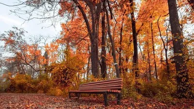 Ташкентский ботанический сад имени академика Ф. Н. Русанова, Ташкент:  лучшие советы перед посещением - Tripadvisor