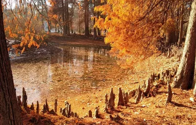 Tashkent Botanical Garden (Autumn) - YouTube