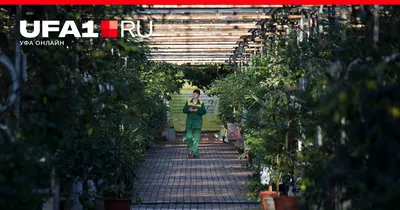 Ботанический сад, Уфа - «Влюбилась в это место. Если любите природу, то  обязательно рекомендую к посещению. Рай для Экоголика. Кусочек леса в  городе. » | отзывы