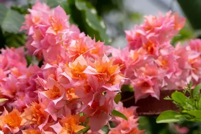 https://www.instagram.com/botanical_garden_vrn/