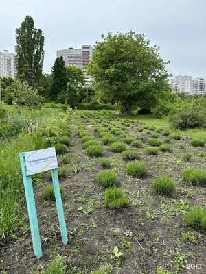 В Воронеже назвали даты фестиваля «Город-сад» в 2023 году — РБК