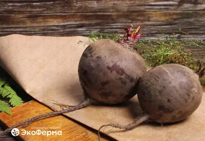 Свекла Прочие Товары мытая п/э – купить онлайн, каталог товаров с ценами  интернет-магазина Лента | Москва, Санкт-Петербург, Россия