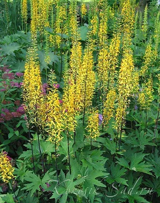 Бузульник узкоголовчатый \"Зе Рокет\" (Ligularia stenocephala 'The Rocket') -  Бузульник - каталог многолетников- Эко сад