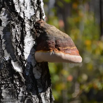 🍄Гриб чага — ньюсмейкер сезона! Чем он крут и где его брать — рассказывает  Вика Мосина, главный вег-шеф Петербурга | Sobaka.ru