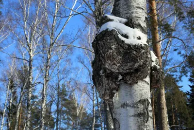 Фото: Чага на берёзе