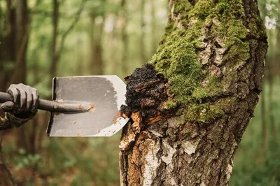 Chaga Гриб На Береза В Разных Лес — стоковые фотографии и другие картинки  2015 - 2015, Без людей, Биология - iStock