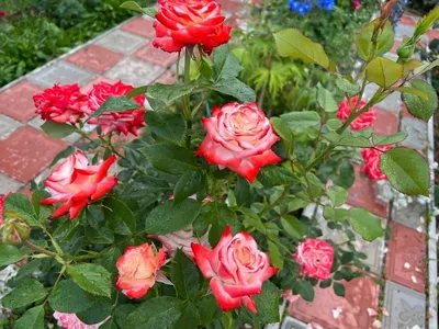 Роза Белый Медведь (Чайно-гибридная) 1шт (Сиб сад) купить, отзывы, фото,  доставка - ОКЕАН-СП