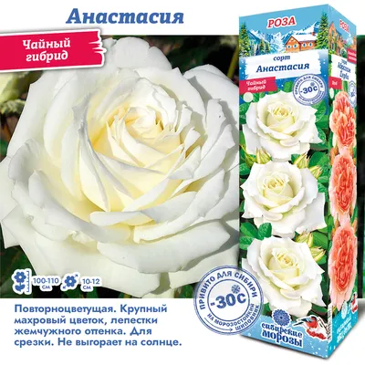 роза, розы, чайно-гибридные, чайно-гибридные розы, фиолет вельвет - Экзотик  Флора