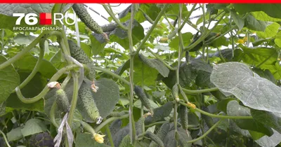 🌱 ЧЕГО НЕ ХВАТАЕТ ОГУРЦАМ? Друзья,... - Агромагазин Agro XXI | Facebook