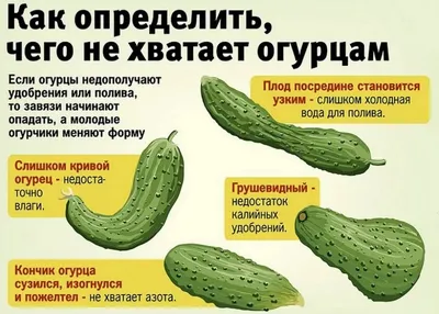 По листве узнаем каких элементов нехватает огурцам, расскажу чем подкормить  | Огородный гид | Дзен