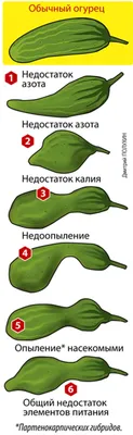 Почему огурцы горькие и желтеют зародыши: чего не хватает огурцам по форме  огурца, листья вянут как тряпочки, пятна на листьях огурцов как лечить - 6  августа 2023 - 63.ru