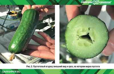 ПРИЗНАКИ НЕДОСТАТКА ПИТАТЕЛЬНЫХ ЭЛЕМЕНТОВ В РАССАДЕ ОГУРЦОВ. - АО «Фертика»
