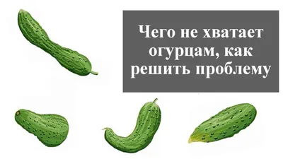 Как определить, чего не хватает огурцам
