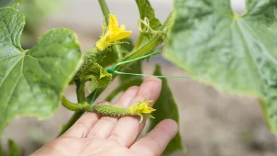 Что делать, когда деформируются огурцы – Agro-Market24