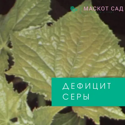 Почему огурцы горькие: причины и что делать, чтобы они перестали горчить