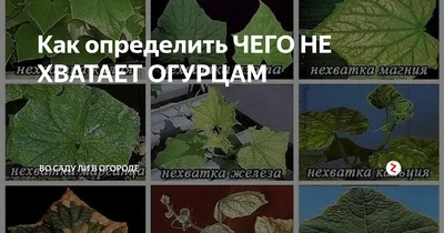 Палестинцы отказываются тяжело работать, из-за этого в Израиле подорожают  соленые огурцы