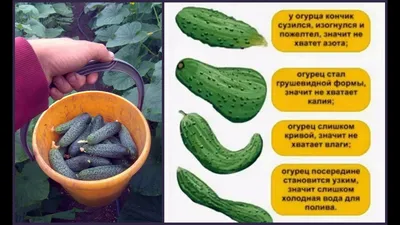 Чего не хватает огурцам по форме плода