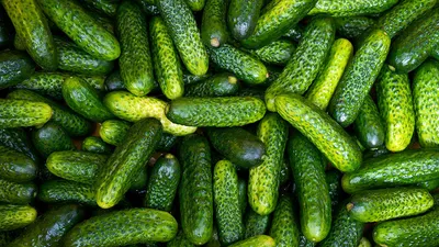 Почему огурцы горькие и желтеют зародыши: чего не хватает огурцам по форме  огурца, листья вянут как тряпочки, пятна на листьях огурцов как лечить - 6  августа 2023 - 76.ru
