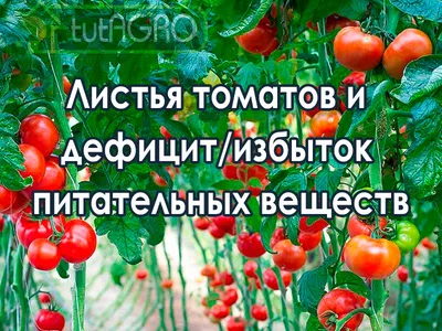 Как распознать, чего не хватает вашим томатам? Иван Русских