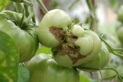 Чего не хватает помидорам? | tomatland.ru