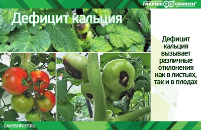 Диагностика минерального питания для томатов в летне-осеннем...