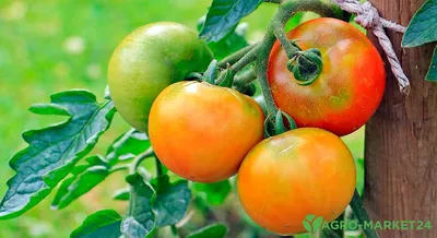Желтеют и сохнут листья у помидор - Agro-Market24