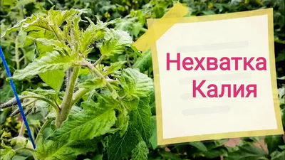 Нехватка калия у томатов! - YouTube