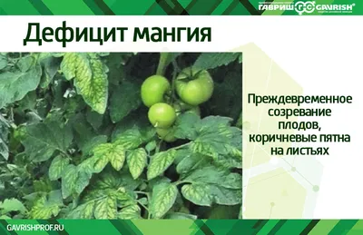 Диагностика минерального питания для томатов в летне-осеннем...