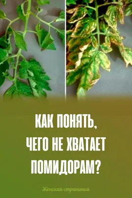 Как понять, что томатам не хватает кальция