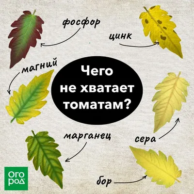 Томаты на подоконнике: как правильно выращивать помидоры в комнате —  Soncesad Томаты на подоконнике: как правильно выращивать помидоры в комнате  — Soncesad