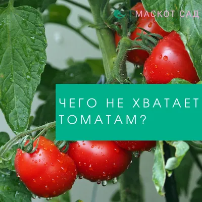 ДЕФИЦИТ МЕДИ У ТОМАТОВ