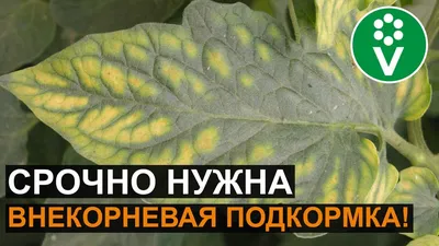 Чего не хватает растению, как определить по листьям и по вид...