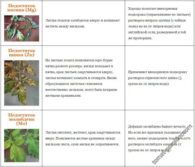 чего не хватает томатам - Альбомы - tomat-pomidor.com