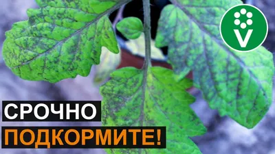 Посадка и выращивание помидоров в теплице – секреты и инструкции