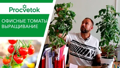 Шпаргалка для начинающего дачника: что не хватает помидорам | Вдали от  города (огород + подсобное хозяйство) | Дзен